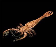 Megalograptus