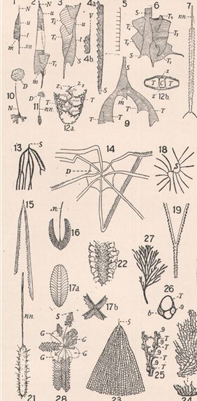 Graptolites-EncBrit