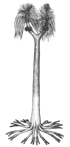 Sigillaria