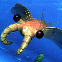 Anomalocaris3
