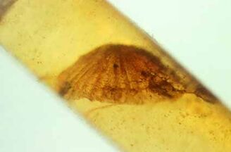 Palaeoagaracites antiquus1