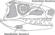 Arch skull