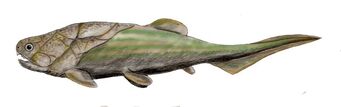 Coccosteus