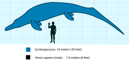 Cymboscale