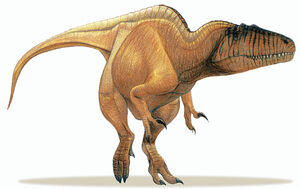 Basal Carcharodontosaurid