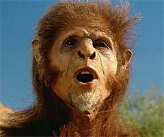 Homo habilis