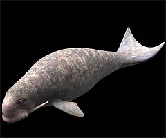 Odobenocetops