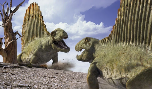 Hasil gambar untuk Dimetrodon