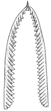Didymograptus1