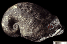 Platyceras fossil1