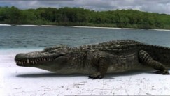 Deinosuchus