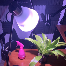 Momo The Plant Gallery Coryxkenshin Wiki Fandom