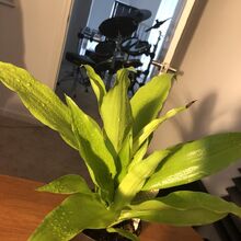 Momo The Plant Gallery Coryxkenshin Wiki Fandom