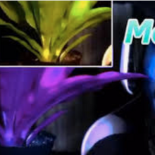 Momo The Plant Gallery Coryxkenshin Wiki Fandom