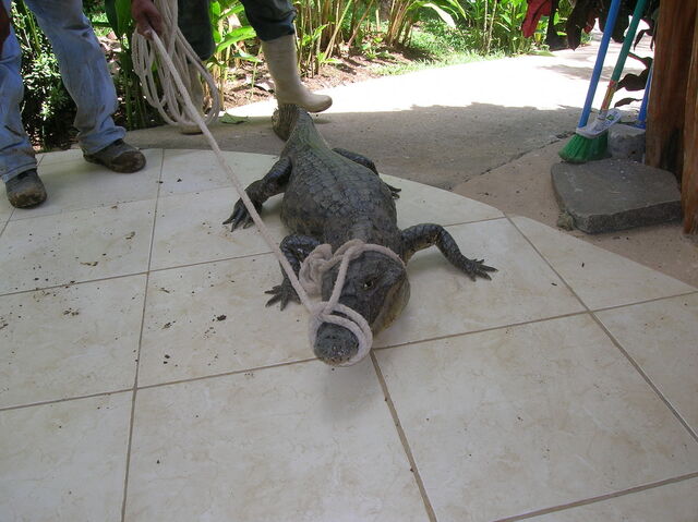 File:Dscn8513 resize.jpg