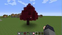 Japanese maple