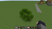 Japanese maple shrub