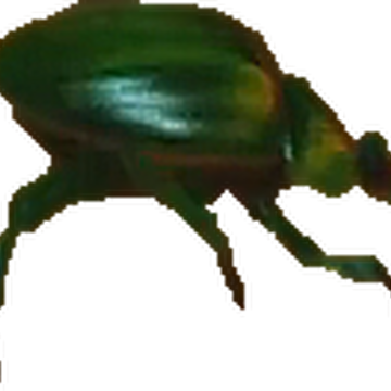 Scarab Bandipedia Fandom