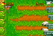 Sheep