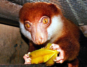 Cucus Eating a Star Fruit by DarkAnubis420