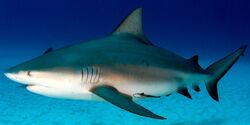 Bullshark
