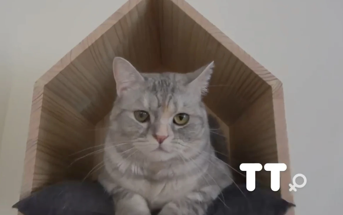 TT CreamHeroes Wiki Fandom