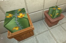 Creativerse cactus flowers potted 2018-06-19 19-20-36-01