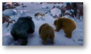 180px-Bears
