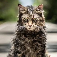 cat sematary