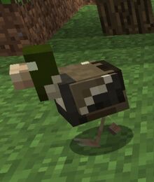 Duck