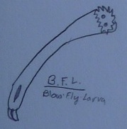 Black Fly Larva Concept
