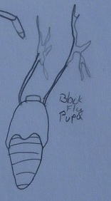 Black Fly Pupa Concept