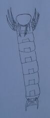 Carabid Concept