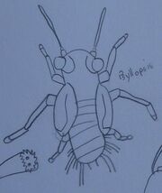 Psyllopsis Concept