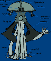Zhivysh Diagram