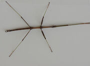 Walking-stick-bug