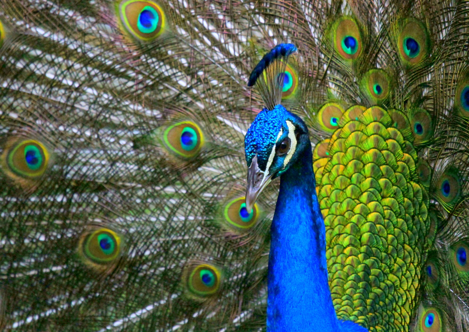 Peacock Creatures Of Past Present And Mythology Wiki