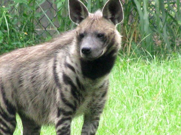 https://vignette.wikia.nocookie.net/creatures-of-the-world/images/0/00/Striped_hyena_by_dirtyxlove.jpg/revision/latest?cb=20161011145223