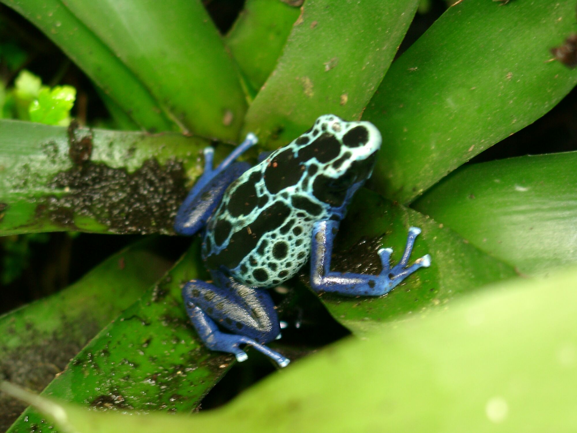 Poison Dart Frog | Creatures of the World Wikia | Fandom