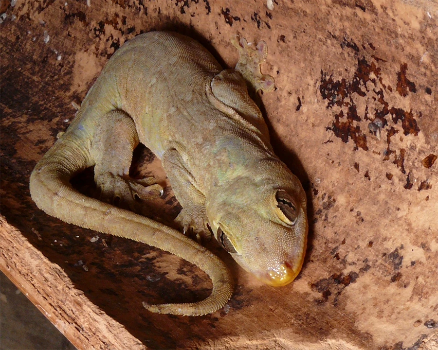 Banana Gecko Creatures of the World Wikia Fandom