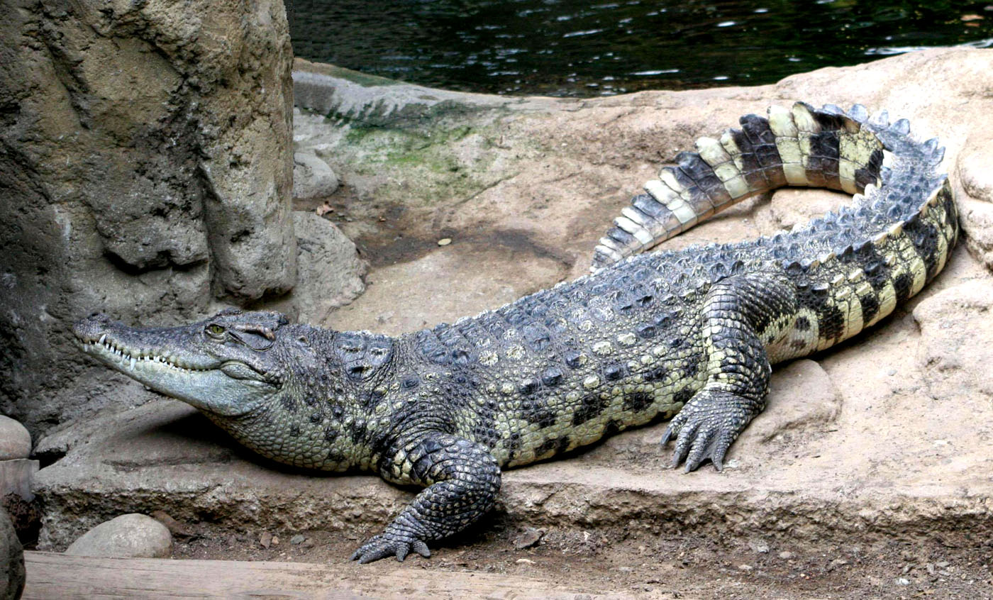Siamese Crocodile | Creatures of the World Wikia | Fandom