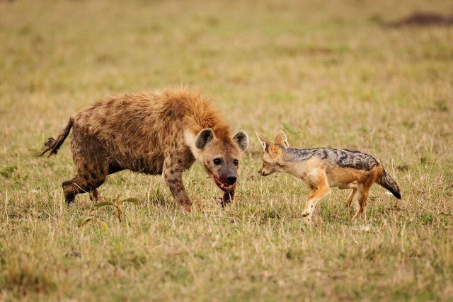 Image - Hyena vs Jackal.jpg | Creatures of the World Wikia | FANDOM