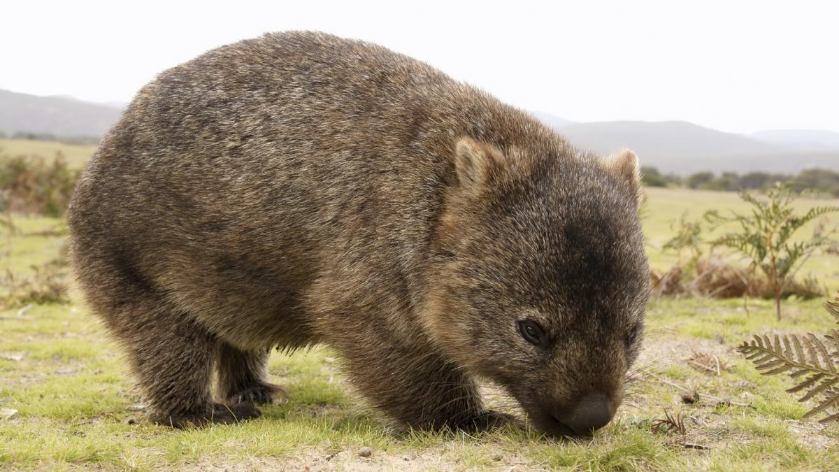 wombat creatures world wikia fandom powered by wombat creatures world wikia fandom powered by