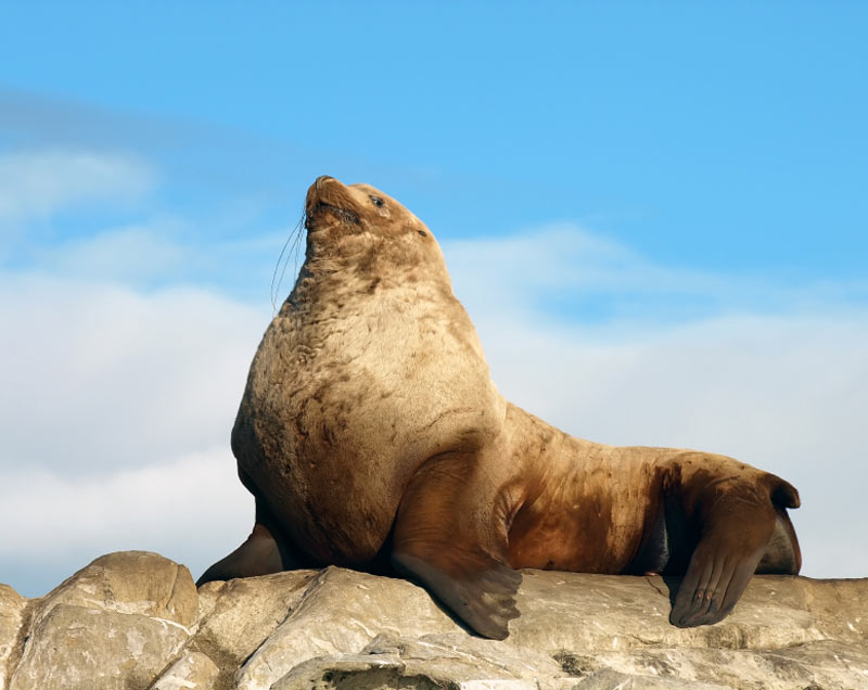 Steller Sea Lion | Creatures of the World Wikia | FANDOM powered by Wikia