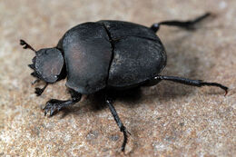 Dung-beetle-1
