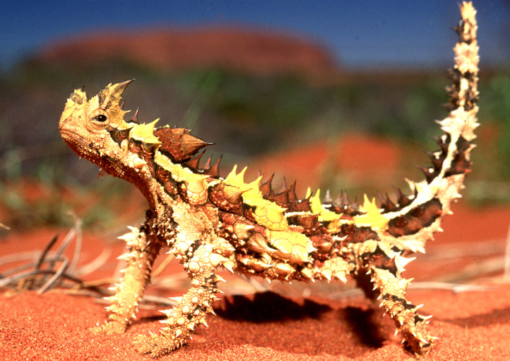 Thorny Devil | Creatures of the World Wikia | Fandom