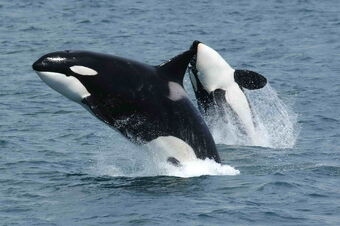 Killer Whale Creatures Of The World Wikia Fandom - killer whales life roblox