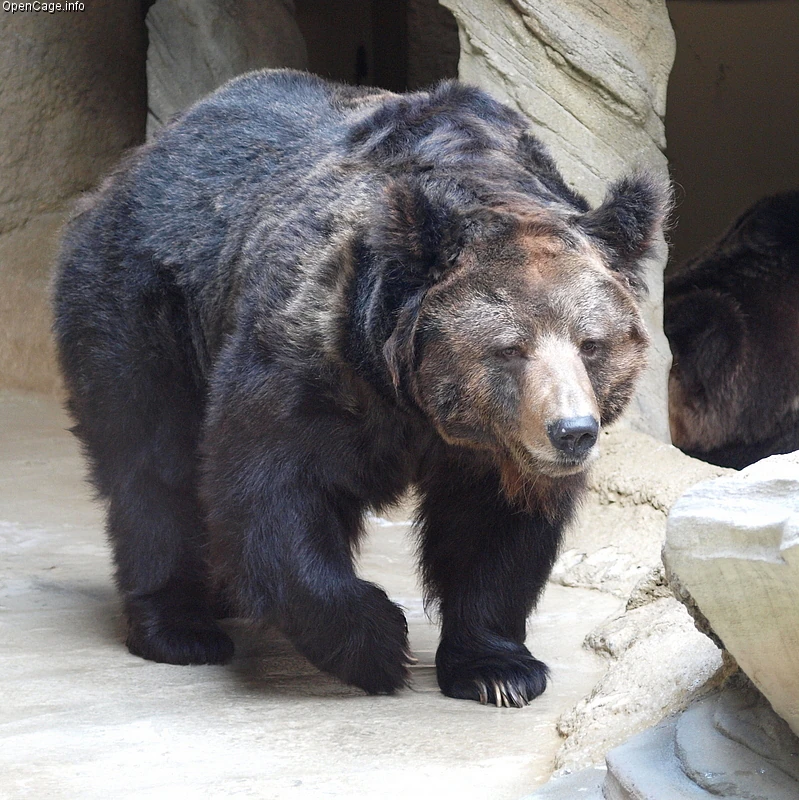 Tibetan Blue Bear Creatures of the World Wikia Fandom