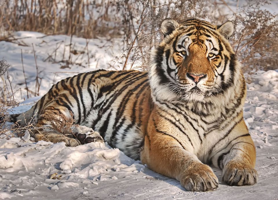 Siberian Tiger | Creatures of the World Wikia | FANDOM powered by Wikia
