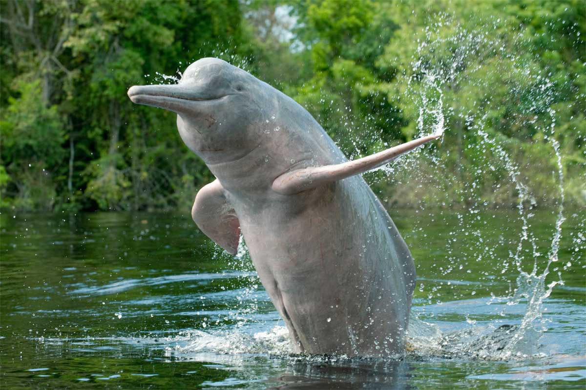 Amazon River Dolphin | Creatures of the World Wikia | FANDOM powered by